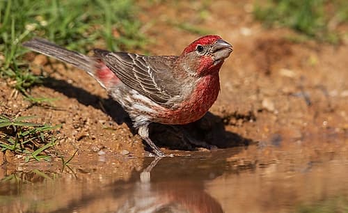 House finch drinking Art Print